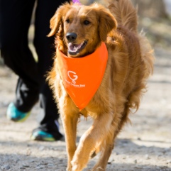 Dogs run with owners during the Fast and Furriest 5k Run/Walk in Midland City Forest, Midland Mich. on Saturday, April 28, 2018.